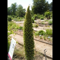 Echium Wildpretti (fam Boraginacees) (Canaries) (01)